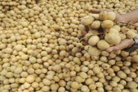 KASIAT BUAH LANGSAT Page 1 Small