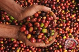 Penyakit Gaya Hidup Bukan Karena Kopi?