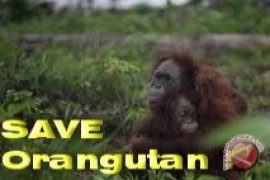 WWF Dukung Kepolisian Usut Tuntas Orangutan Terbakar 