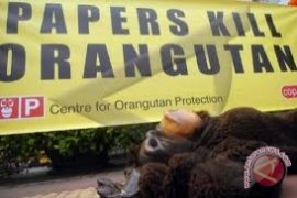 COP: Hukuman Pembantai Orangutan Idealnya Empat Tahun