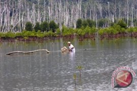 Penajam Miliki 13 Ribu Hektare Hutan Mangrove  