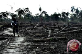 Penyusutan hutan Jambi bukti maraknya pembalakan liar