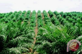 DPRD KKU Siapkan Pansus Terkait Polemik Sawit