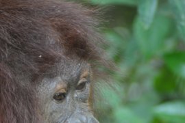 Populasi Orang Utan Wehea Kaltim Terbanyak se-Indonesia 