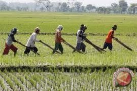 Denpasar diharapkan pelopori bangun subak abadi 