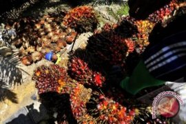 Puluhan Ton Sawit Di Mantewe Terbuang Percuma 