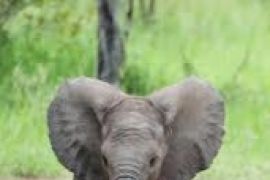 Jejaring Sosial Selamatkan Bona