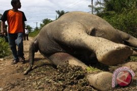 Seekor gajah sumatera ditemukan mati
