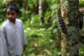 Warga di Kalimantan Barat Digegerkan Binatang Aneh Menyerupai Ulat Laut