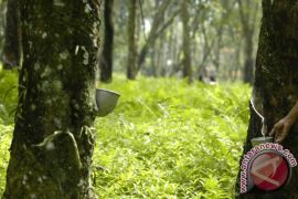 N. Sumatra`s rubber production predicted to decline