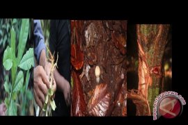 Unit Flora Fauna Temukan Tumbuhan Obat 