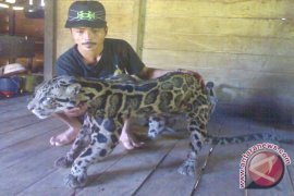 Macan Dahan Kalimantan Satwa Dengan Sejuta Cerita 