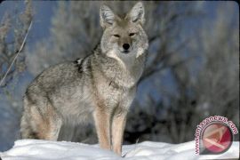  Pekerja Taman Tewas Diterkam Serigala