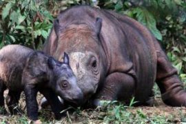 KELAHIRAN BADAK SUMATERA