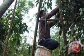 Bagus ! Harga Lada Naik
