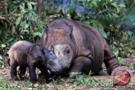 Dua anak badak jawa lahir di TNUK