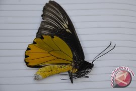 Taman Kupu-Kupu KarimunJawa Siap Sambut Wisatawan