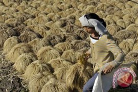 Beras Merah Dijadikan Teh Dan Kopi