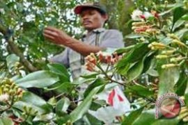 Harga cengkih Sulut naik  Rp140.000 per kg