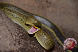 Ular Gua Satwa Melata Unik Penghuni Meratus 