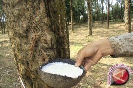 400 hektare tanaman karet di Tebo akan direvitalisasi