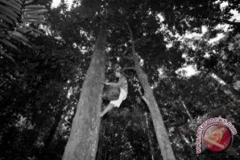 Dikembangkan Meranti Putih 1.000 Ha 