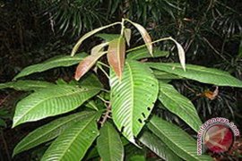 Tanaman Khas  Dilestarikan