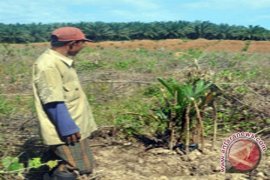 Landak Serang Perkebunan Sawit