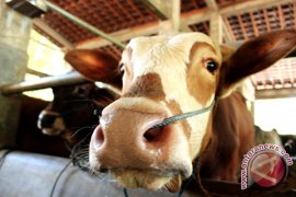 Pemerintah gelontorkan Rp1,1 triliun dorong produksi "pedet"