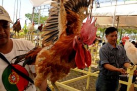 KONTES AYAM KETAWA Page 1 Small