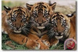 BKSDA: banyak laporan bohong kemunculan harimau