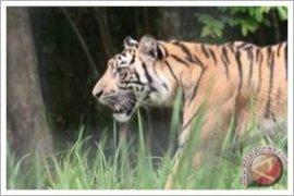 Harimau menerkam warga Muarojambi 