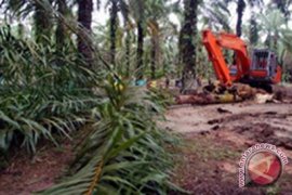 DPRD Kalsel kembali konsultasikan kebun rakyat dengan Kementan