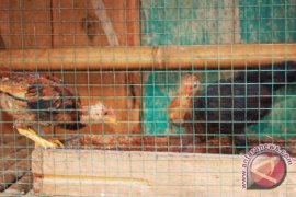 Lampung melarang impor  unggas dari China 