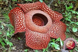 Bunga Bangkai Mekar di Depan Rumah
