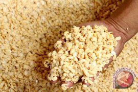 Pemkab Musi Banyuasin kembangkan sumber pangan alternatif