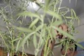 Polisi Tangkap Penanam Ganja di Ubud