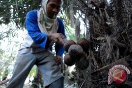 DPPK Sleman gandeng pelaku wisata pasarkan salak