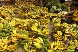 PERMINTAAN PISANG NAIK