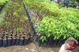 Disbun Bantu Bibit Sawit Dan Karet