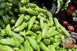 Pekebun Harapkan Guyuran Hujan