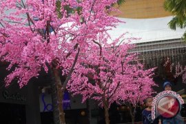 PII Gelar Pameran Bunga Khas Jepang