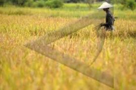 Banyumas Raih Penghargaan Bidang Pertanian