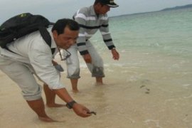 Lepas Tukik/Foto Rosyita