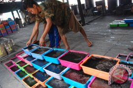 30 tahun bergelut dengan cincau 