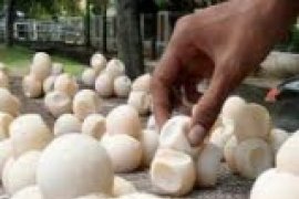 Balai Karantina Kalbar amankan 1.286 telur Penyu dari Sambas