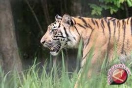 Harimau penyerang warga Jambi terus diburu