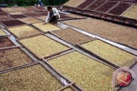Harga cengkih di tingkat petani Rp90 ribu/kg 