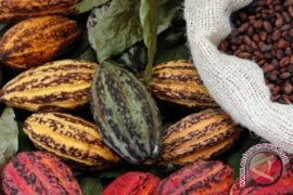 Konsumsi Flavanol Coklat Tingkatkan Fungsi Otak