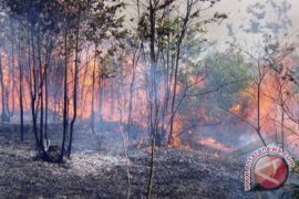 Polisi-Manggala Agni atasi kebakaran hutan Jambi